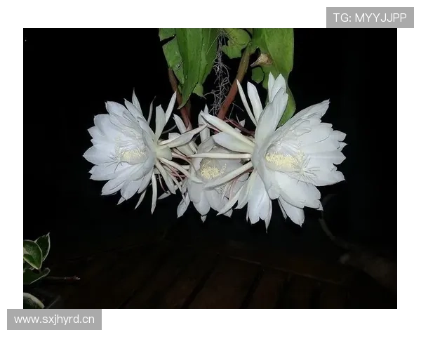 帕尔默爆发是否只是昙花一现? 帕尔默爆发是否只是昙花一现?